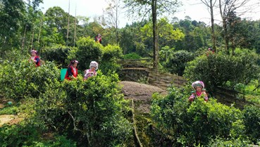 Huyện Hoàng Sù Phì (tỉnh Hà Giang): Nâng cao thương hiệu chè Shan tuyết cổ thụ