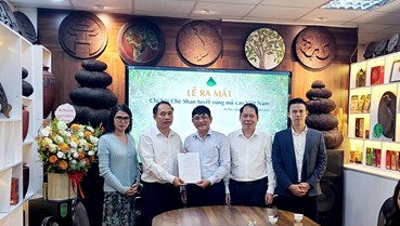 Chè Shan tuyết vùng núi cao tìm hướng nâng giá trị từ liên kết và chuẩn hóa
