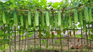 Sắc màu từ giàn quê Việt