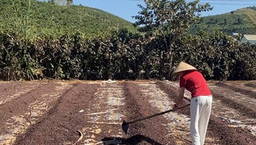 Xuất khẩu cà phê đạt 6,6 tỷ USD, tăng mạnh về lượng