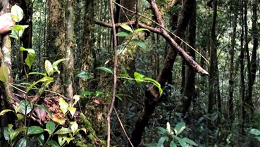 Giải mã rừng chè cổ Tà Đùng: Từ di sản ngàn năm đến động lực tăng trưởng xanh