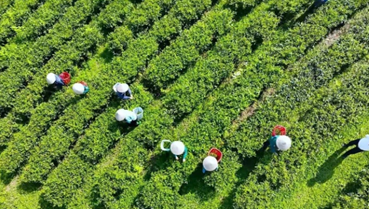 Thái Nguyên chuẩn bị tổ chức Festival Trà Quốc tế vào quý 4 năm 2026