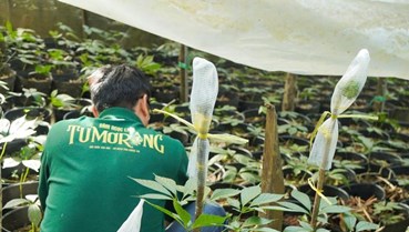Công ty Cổ phần Sâm Ngọc Linh Tu Mơ Rông: Nâng tầm giá trị, vươn xa thương hiệu Việt