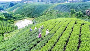 Nâng giá trị chè Thái Nguyên bằng chứng nhận OCOP và không gian sinh thái