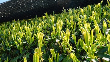 Kỹ thuật che bóng và dấu ấn hương vị của trà Kabusecha