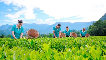 Chè Việt trên hành trình chinh phục thị trường cao cấp