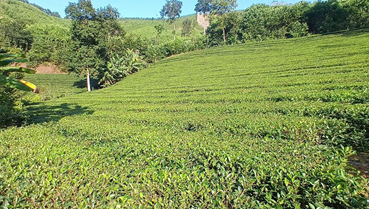 Vùng chè 800 ha tại Võ Miếu và bài toán khơi thông chuỗi giá trị nông sản