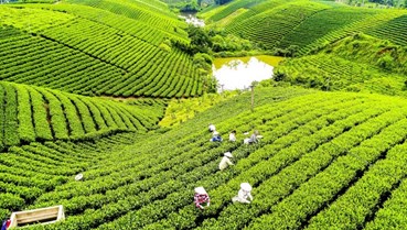 Tái định vị ngành chè Việt Nam: Chiến lược 2030 từ 'lượng' sang 'chất' và xây dựng thương hiệu toàn cầu