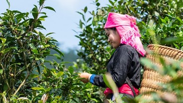 Mô hình canh tác "3 không" và bài toán nâng tầm nông sản vùng cao Lào Cai