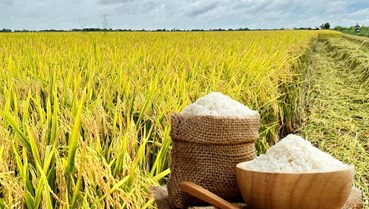 “Hộ chiếu xanh” định hình lại mô hình sản xuất và năng lực cạnh tranh của ngành lúa gạo