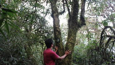 Dấu ấn trà cổ thụ nơi rừng già Tây Bắc