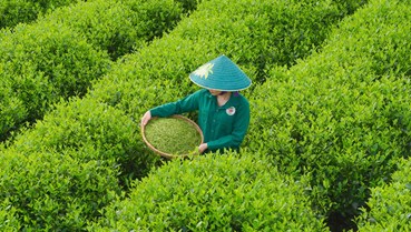 Xuất khẩu chè khởi sắc đầu năm 2026: Cơ hội bứt tốc từ chuyển dịch thị trường và chế biến sâu