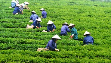 Mỗi vùng đất một hương trà