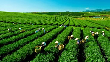 Đệ nhất danh trà Tân Cương và bản sắc của một vùng đất