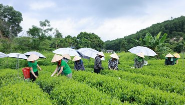 Trà Việt trong xu hướng tiêu dùng mới: Giao thoa giá trị truyền thống và nhịp sống hiện đại