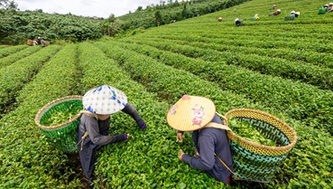 Hành trình của một búp trà: Từ đồi chè đến chén trà văn hóa