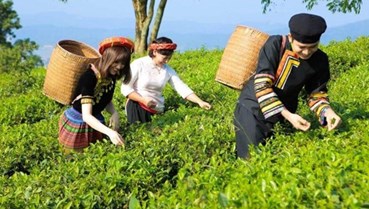 Du lịch sinh thái vùng chè - Để đồi chè trở thành điểm đến văn hóa và kinh tế xanh