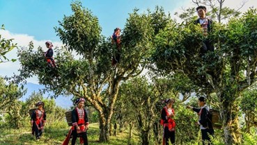 Trà cổ thụ - Tài nguyên quý của vùng núi phía Bắc