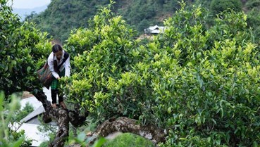 Trà Shan Tuyết Việt Nam: Từ “di sản trên mây” đến phân khúc thượng phẩm toàn cầu