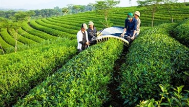 Ngành chè Việt Nam trong chuỗi giá trị toàn cầu