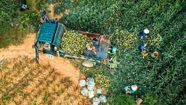 Đẩy mạnh liên kết chuỗi, gia tăng giá trị nông sản