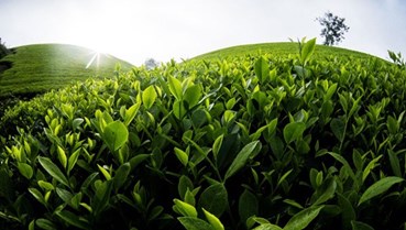 Vì sao trà Việt khó bước vào phân khúc cao cấp toàn cầu