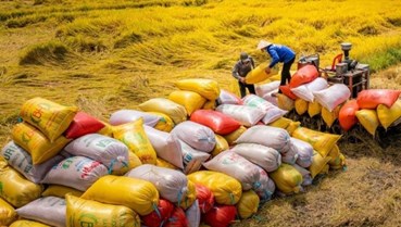 Xuất khẩu gạo 2026: Giữ mốc 7,5 triệu tấn không còn là bài toán sản lượng
