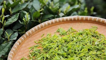 Long Tỉnh – Loại trà xanh nổi tiếng nhất Trung Quốc