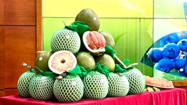Bưởi Việt chính thức được “mở cửa” tại Australia: Bước tiến mới của nông sản xuất khẩu