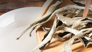 Bạch Hào Ngân Châm: Từ lớp lông tuyết đến tinh hoa dòng trà trắng 