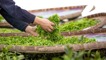 Sản lượng chè xuất khẩu ổn định trong 4 tháng đầu năm
