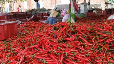 Thị trường Đài Loan có quy định mới về nhập khẩu ớt