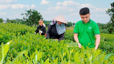 Bảo vệ “hương vị xứ trà” – Hướng tới thương hiệu trà quốc gia