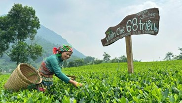 Khám phá du lịch trà Việt, hành trình đi qua hương vị và ký ức