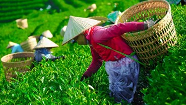 Chè Việt Nam tìm “điểm tựa mới” tại Mỹ