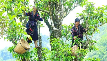 Khơi lại “hồn trà” Việt từ những bánh trà di sản