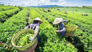 Xuất khẩu chè Việt Nam bước vào cuộc đua nâng chuẩn và tăng giá trị