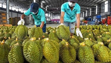 Bộ Nông nghiệp và Môi trường yêu cầu tháo gỡ ách tắc kiểm nghiệm để thúc đẩy xuất khẩu sầu riêng