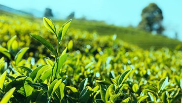 Trà trong dòng chảy của thế giới 