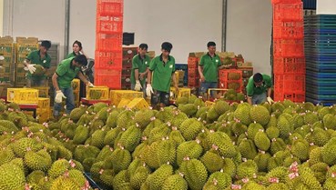 Nông sản xuất khẩu trước áp lực SPS: Chuẩn hóa để giữ thị trường
