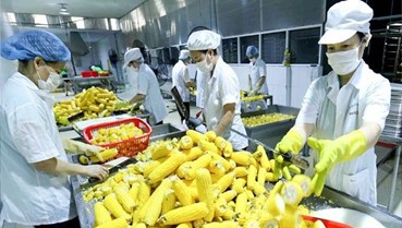 Trung Quốc siết quản lý thực phẩm nhập khẩu, ngành sầu riêng bước vào giai đoạn kiểm soát khắt khe hơn