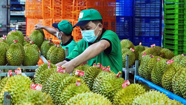 Sầu riêng Việt bước vào chu kỳ tăng trưởng mới
