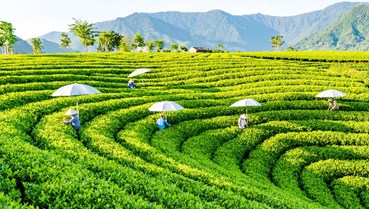 Nâng cao vị thế cây chè trong kinh tế đồ uống