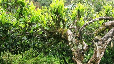 Tuyên Quang đánh thức “mỏ vàng xanh” từ những cây chè cổ thụ