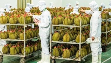 Trung Quốc phê duyệt thêm phòng kiểm nghiệm: Gỡ nút thắt cho xuất khẩu sầu riêng Việt Nam