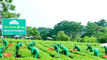 Chuyển đổi số mở đường cho chè Thái Nguyên nâng tầm giá trị