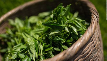 Trà mùa hạ - Hương vị giao hòa của thiên nhiên 