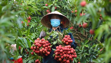 Vải thiều Bắc Ninh vào mùa thắng lớn: Xuất khẩu sang Mỹ thuận lợi, giá bán duy trì ở mức cao
