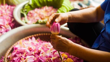 Tinh hoa trà sen qua đôi tay nghệ nhân