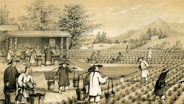 Cuộc chiến giành giống trà: Vì sao nước Anh quyết phá thế độc quyền trà của Trung Quốc?